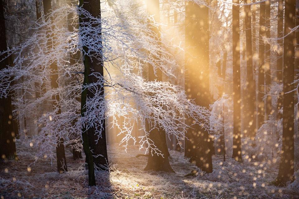 Sun streams through trees in a forest.