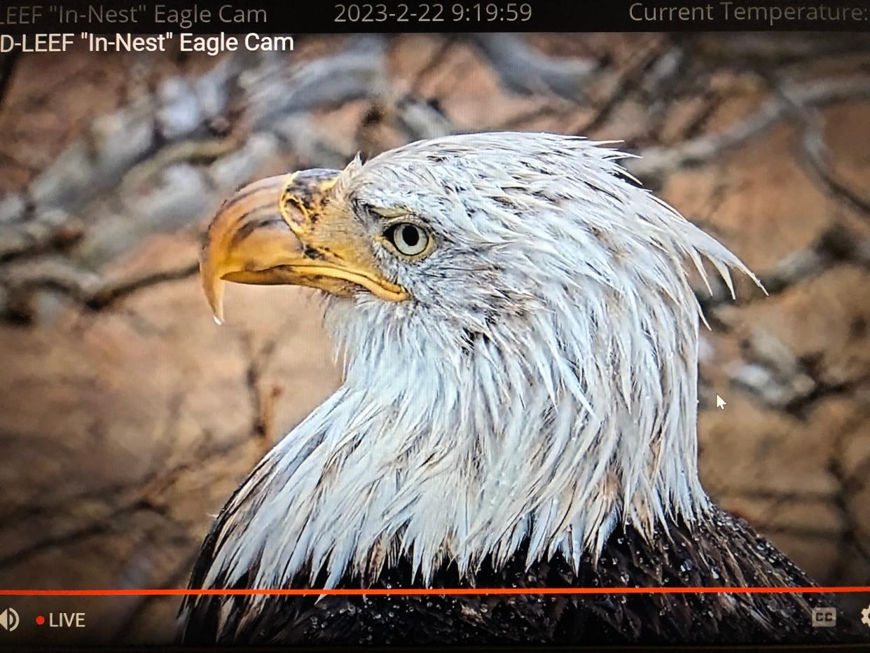 The new female is seen near the nest at St. Patrick's County Park in South Bend, as viewed on the University of Notre Dame's "eagle cam" on Feb. 22, 2023.