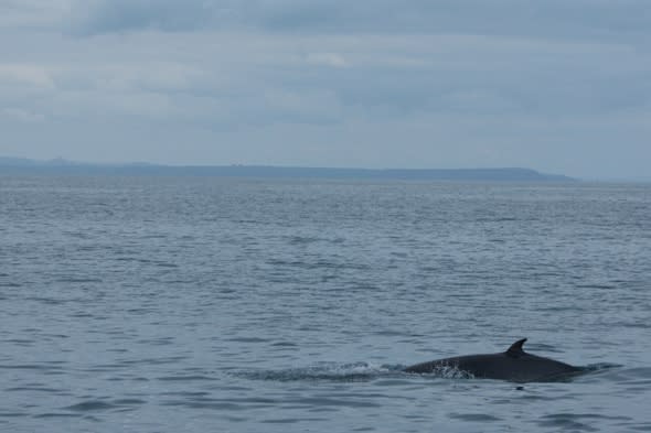 minke-whale-spotted-cornwall-coast