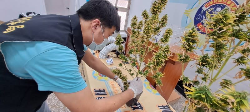 吸食大麻宅男自行栽種遭雄警查獲