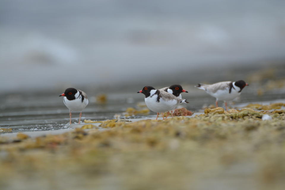 Hooded plovers on the shore.