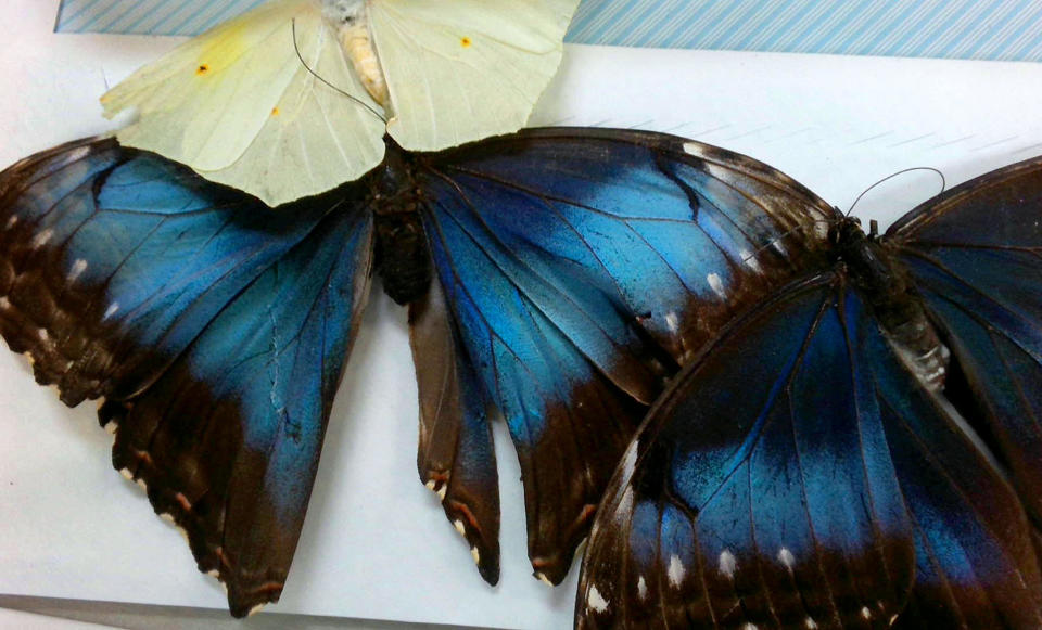 U.S. Customs and Border Protection agriculture specialists intercepted a collection of 60 dead adult moth and butterfly specimens of the order Lepidoptera on May 3. / Credit: CBP Photos/Handouts