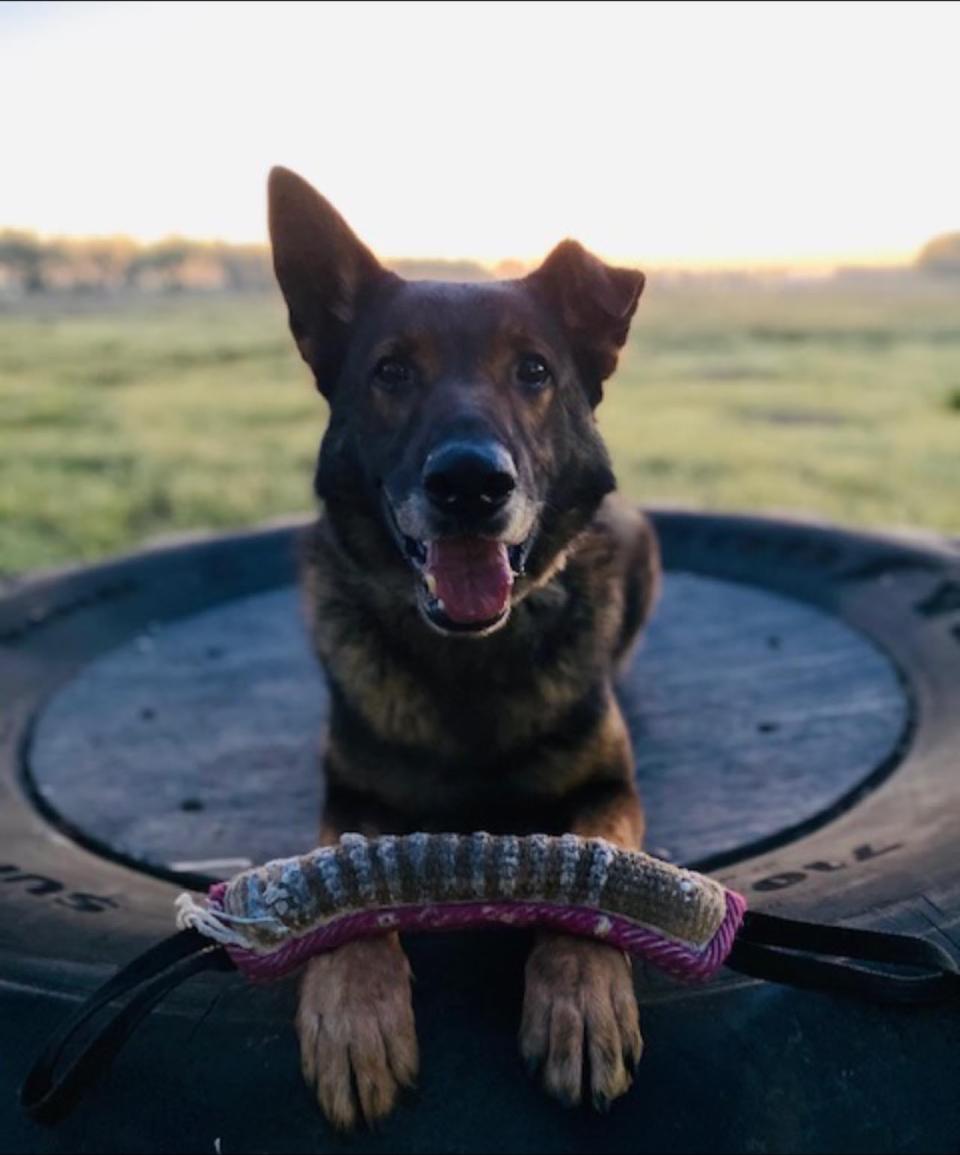 San Joaquin County Sheriff's Office K-9 Duke.