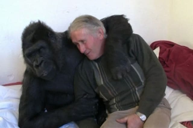 Couple live with gorilla for 18 years