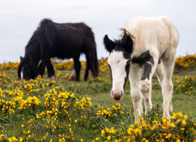 Public Told To Be Cautious While Traditional Cob Horses Roam The Headland Of Rhossili