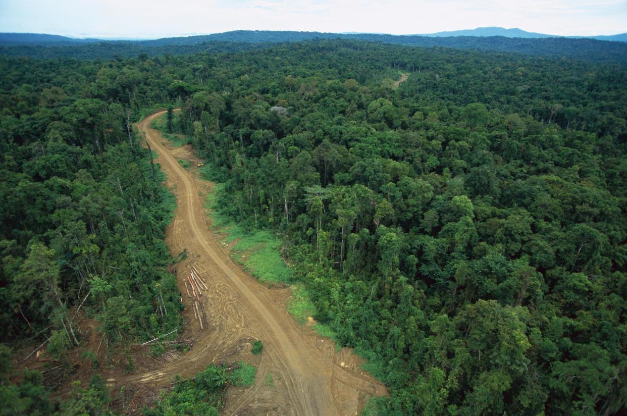 <span>A logging road through rainforest in the Kikori Basin, Papua New Guinea. Unregulated roads increase access for logging, mining or land-clearing to occur.</span><span>Photograph: Minden Pictures/Alamy</span>