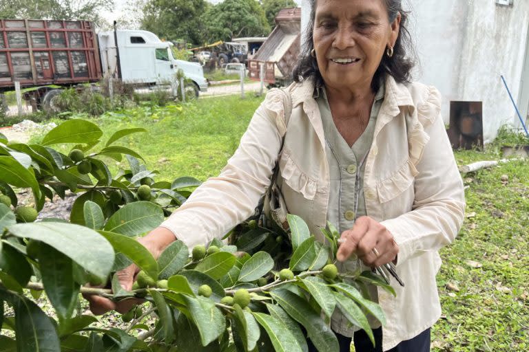 En la península de Yucatán, el ramón es uno de los árboles más abundantes. Foto: Juan Mayorga