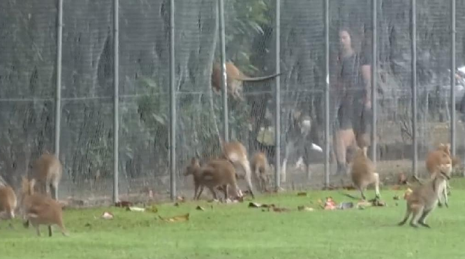 Wallabies violently throw themselves at a fence in Trinity Beach. Source: 7 News
