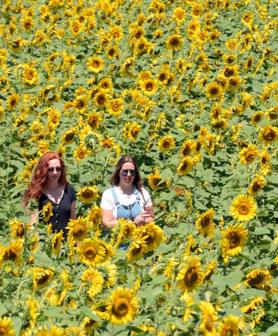 Emily Meigs of East Lyme, left, and Amanda Hester of Montville walk through a field of sunflowers in 2020 at Buttonwood Farm in Griswold.