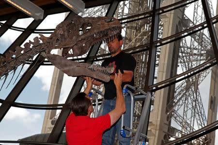 Workers reconstruct a dinosaur fossil at the Eiffel tower, in Paris, France, June 2, 2018 ahead of its auction on Monday. REUTERS/Philippe Wojazer