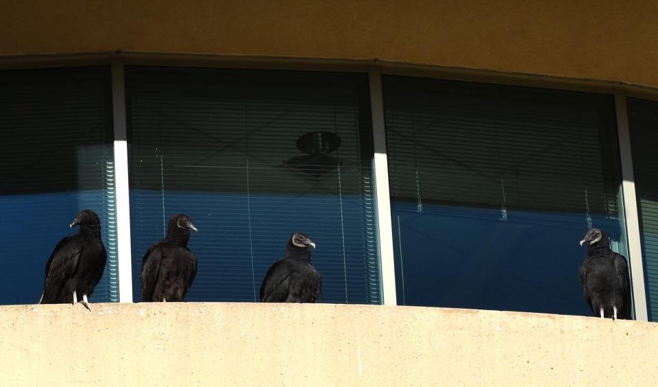 Black vultures perch on a ledge at a vacant office building in the Bishops Gate corporate campus in Mount Laurel.