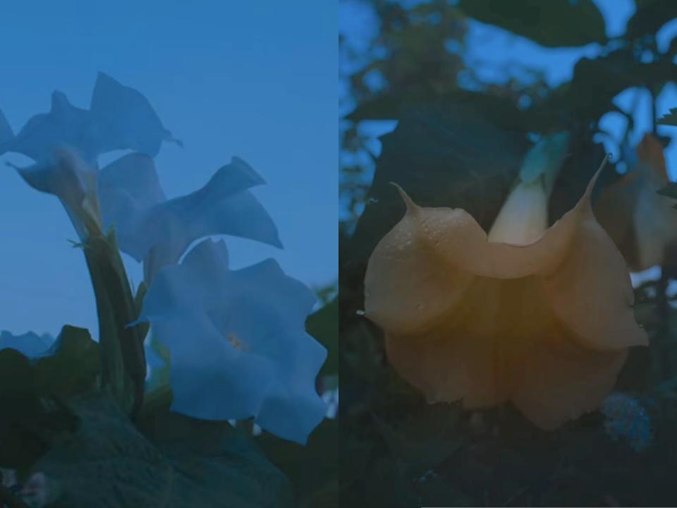 left: white, trumpet like flowers pointed towards the sky; right: a yellow, trumpet like flower pointed towards the ground