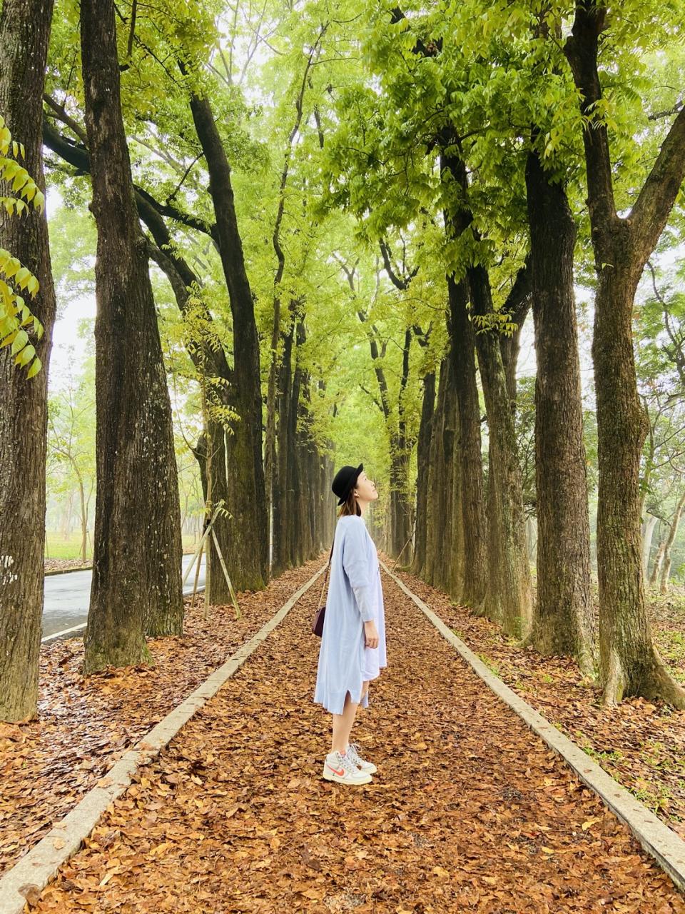 高雄六龜美濃一日遊 新威森林公園、桃花心木綠色隧道、美濃文創中心、美濃粄條小吃、美濃啖糕堂