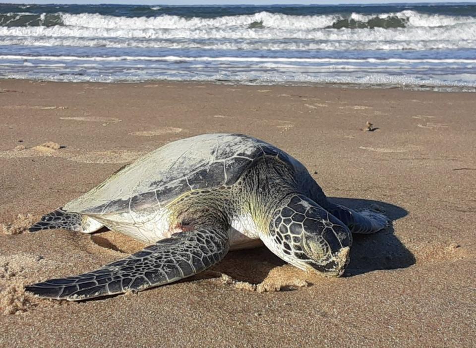 Sea turtles are at risk when water temperatures plummet leading to many washing up on shore in a shocked state