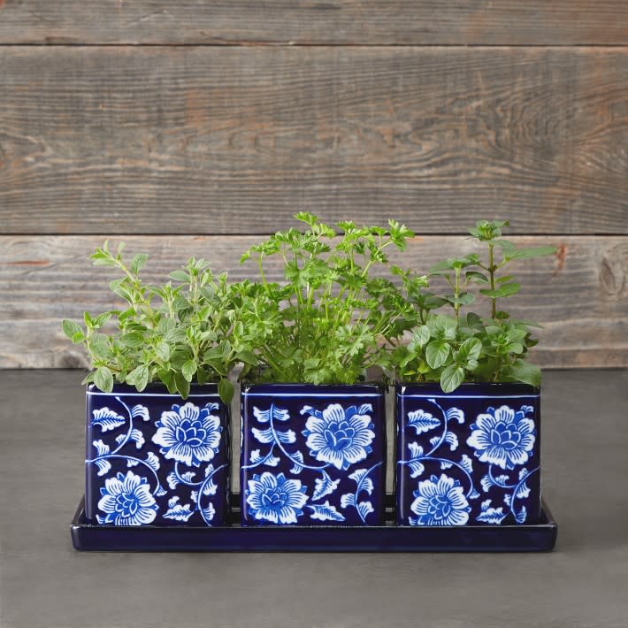 <p><a href="https://go.redirectingat.com?id=74968X1596630&url=https%3A%2F%2Fwww.williams-sonoma.com%2Fproducts%2Fblue-and-white-ceramic-herb-tray-with-pots-set-of-3&sref=https%3A%2F%2Fwww.esquire.com%2Flifestyle%2Fg45501225%2Fbest-plant-gifts%2F" rel="nofollow noopener" target="_blank" data-ylk="slk:Shop Now;elm:context_link;itc:0;sec:content-canvas" class="link ">Shop Now</a></p><p>Ceramic Herb Tray with Pots, Set of 3</p><p>williams-sonoma.com</p><p>$49.95</p>