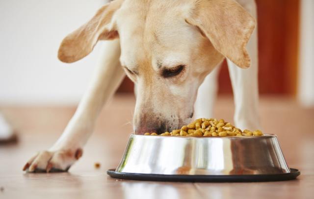 what happens when a dog stops eating