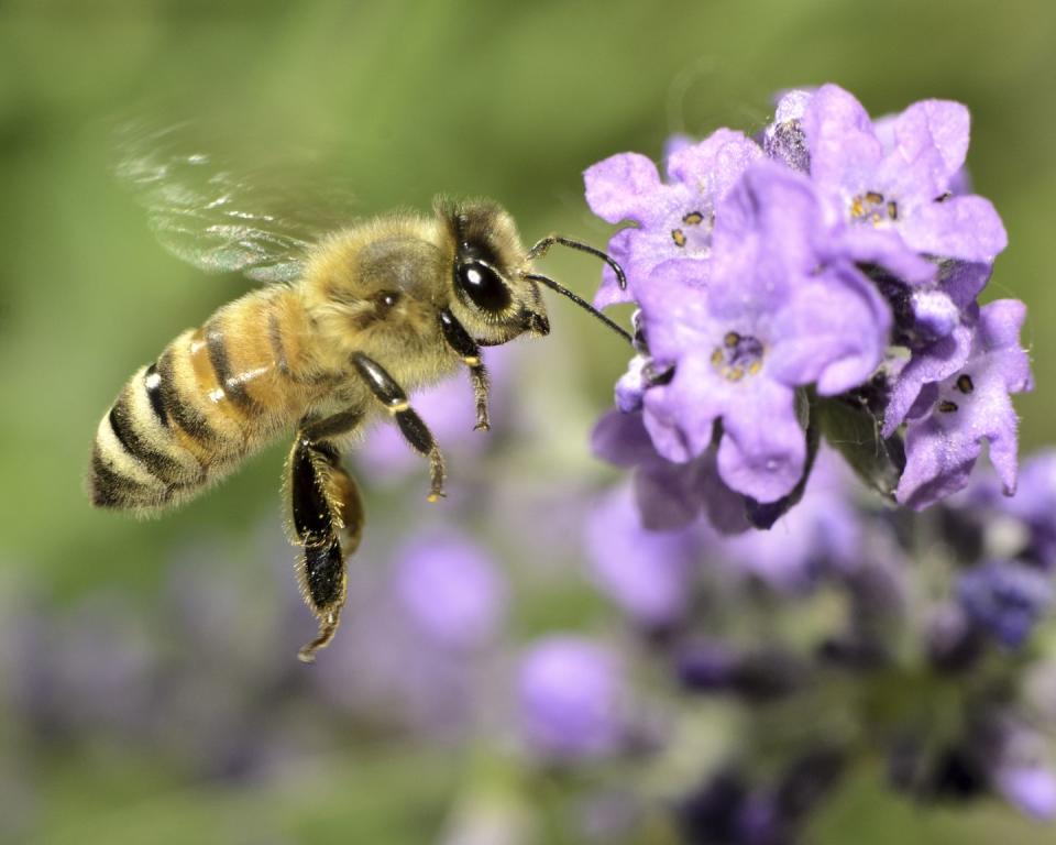 <p><strong>Honey Bee <br><br></strong>The Show-Me State picked the honey bee as its state insect in 1985. </p>