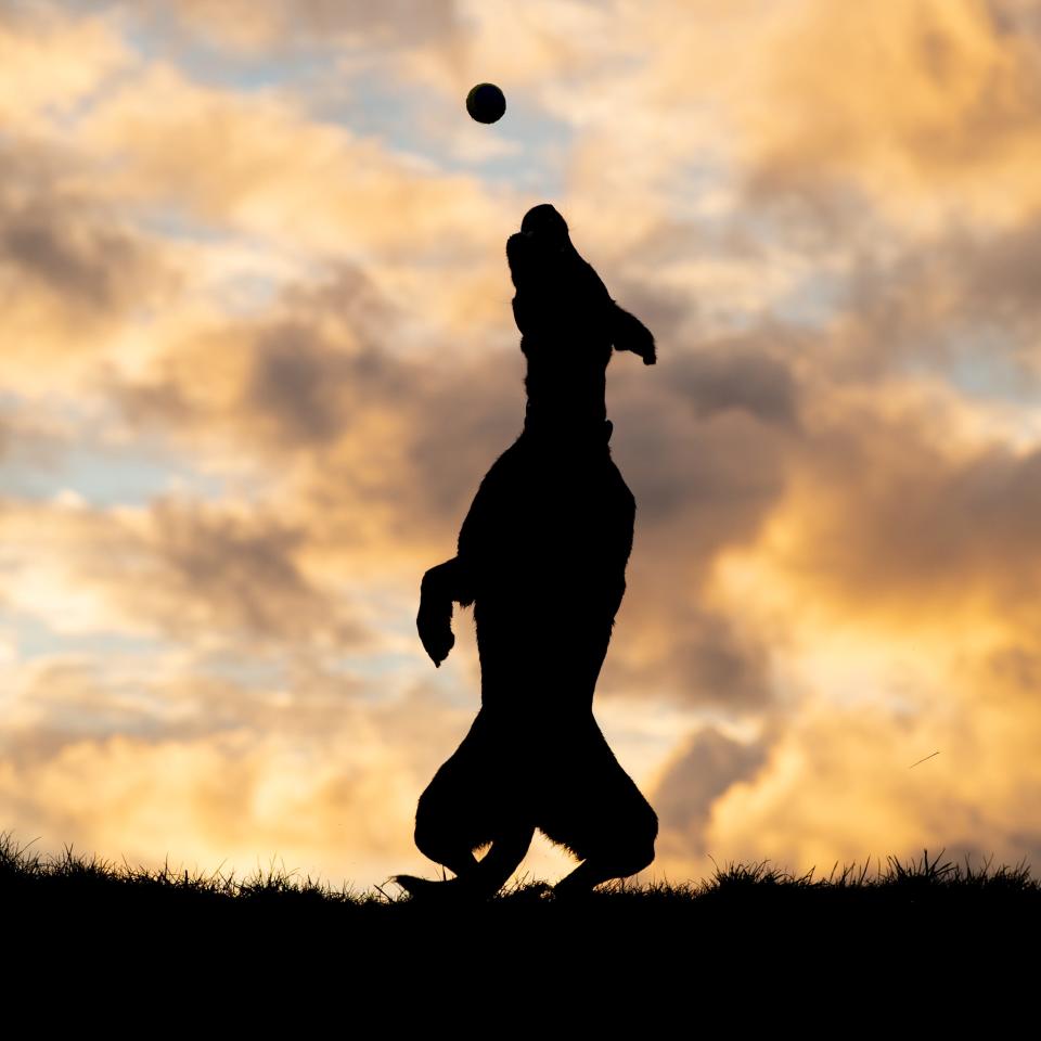 A dog plays with a ball at dusk.