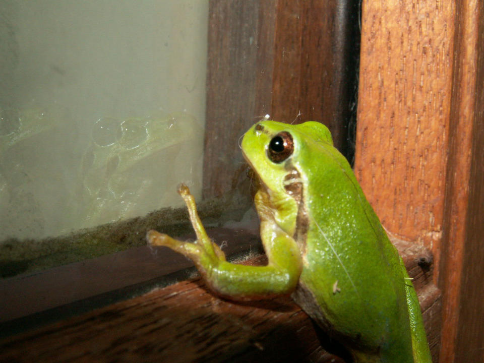 The frog is waiting for rain by the window. By: christophe.coquart