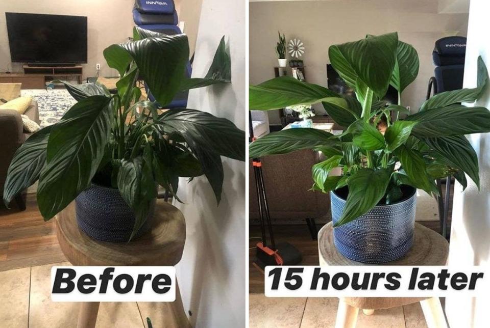 Stick this slow-release fertilizer into your plants' soil to give them a proper feeding and help them grow!<br /><br /><strong>Promising review:</strong> "I always kill my plants but I decided to try again. I just bought five houseplants, three of them were marked down because they were looking pretty puny but since I tend to kill them anyways I figured I would give them a try and save some money. <strong>I put one of these spikes in each plant and they all looked so much healthier and happier after just a couple days.</strong> I also added one spike to the only houseplant that I've had for years without killing (I was beginning to think it was artificial) the leaves looked healthier almost immediately. I'm very happy with this product and it was a great price." &mdash; <a href="https://amzn.to/3g1Mb2g" target="_blank" rel="nofollow noopener noreferrer" data-skimlinks-tracking="5929401" data-vars-affiliate="Amazon" data-vars-href="https://www.amazon.com/gp/customer-reviews/R9ZH33OSO63WF?tag=bfchristine-20&amp;ascsubtag=5929401%2C7%2C27%2Cmobile_web%2C0%2C0%2C16672218" data-vars-keywords="cleaning,fast fashion" data-vars-link-id="16672218" data-vars-price="" data-vars-product-id="20982946" data-vars-product-img="" data-vars-product-title="" data-vars-retailers="Amazon">﻿Victoria<br /><br /></a><a href="https://amzn.to/3ggObTn" target="_blank" rel="noopener noreferrer"><strong>Get a pack of 48 spikes from Amazon for $10.48.</strong></a>