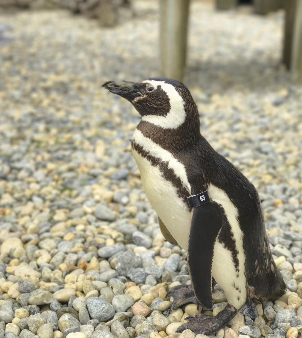 This undated photo released by the San Francisco Zoo & Gardens, shows, a male Magellanic penguin, called Captain EO, at the zoo in San Fransisco. The oldest Magellanic penguin at the San Francisco Zoo & Gardens — one of the oldest penguins living under human care anywhere in the world — died Wednesday, July 6, 2022, at the age of 40, the zoo reported. The species' average life expectancy is 20 to 30 years. (San Francisco Zoo & Garden via AP)