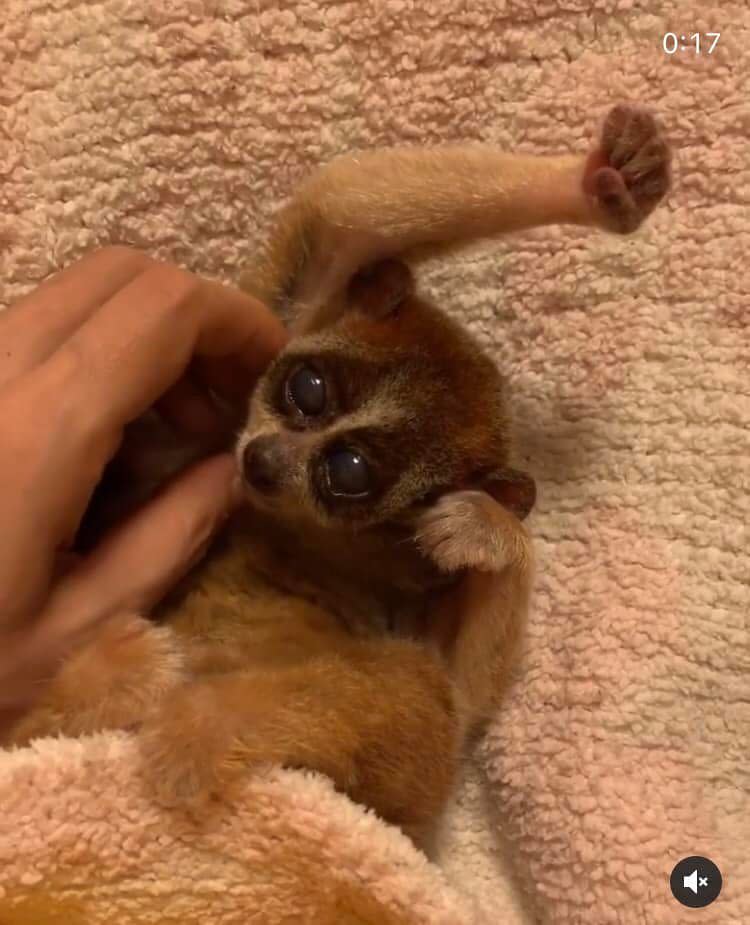 懶猴（slow lorise）被搔癢後抬起手臂，其實是因恐懼所展現出的防禦行為。圖片來源：台灣防止虐待動物協會提供