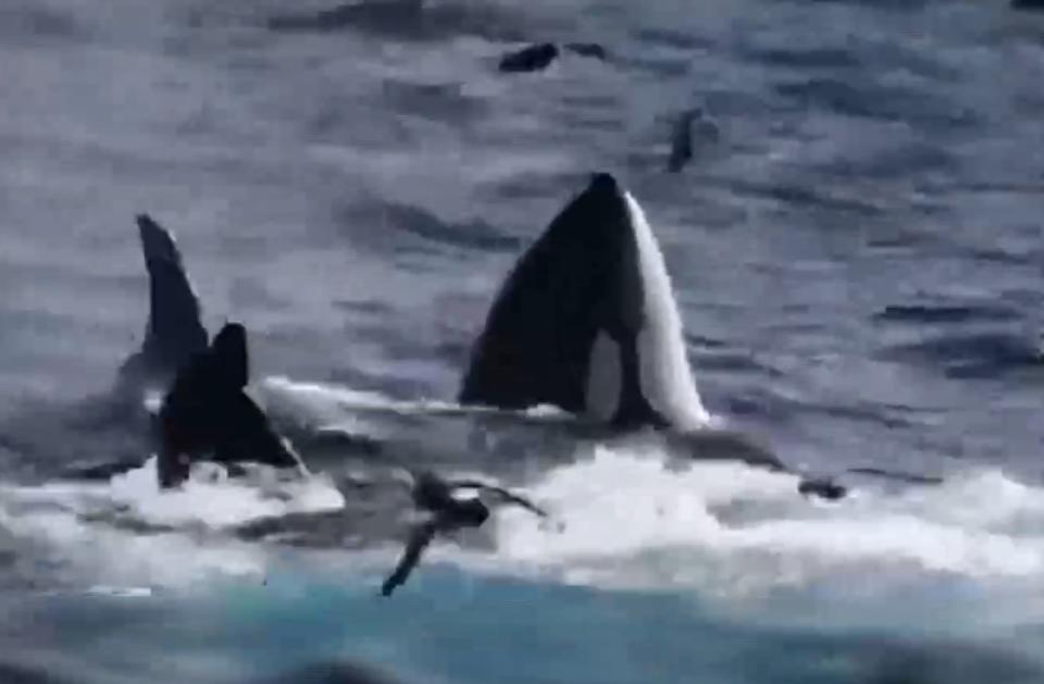 虎鯨會以團體的方式去獵食大型鯨魚。（圖／翻攝自YouTube「Whale Watch Western Australia」）