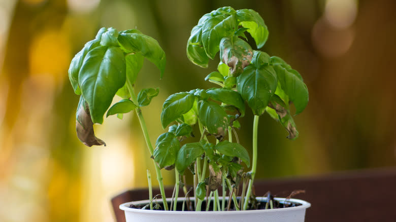 dying basil plant