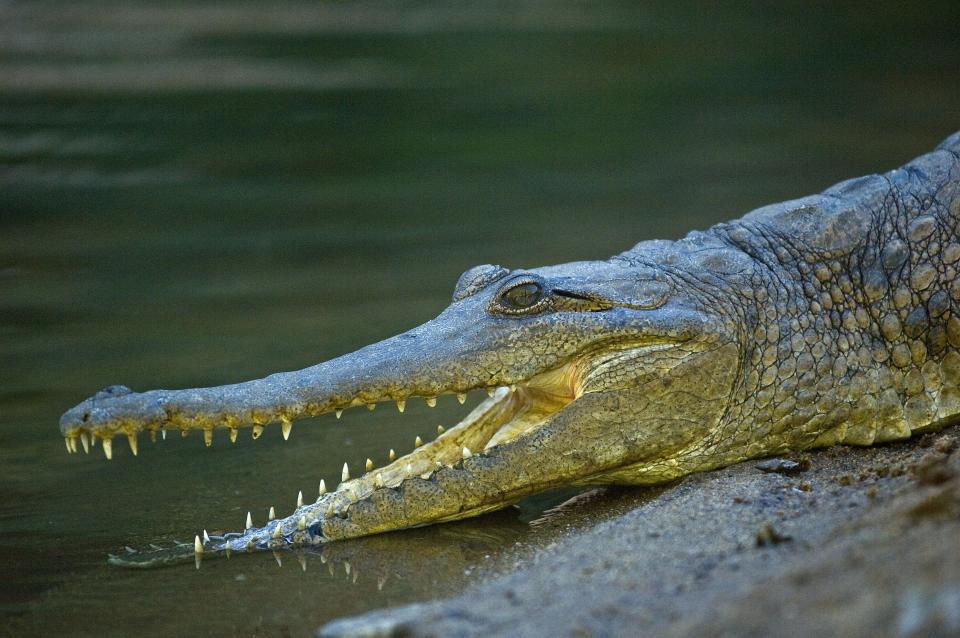 The crocodile attacked the man's head and neck (Tourism Western Australia)