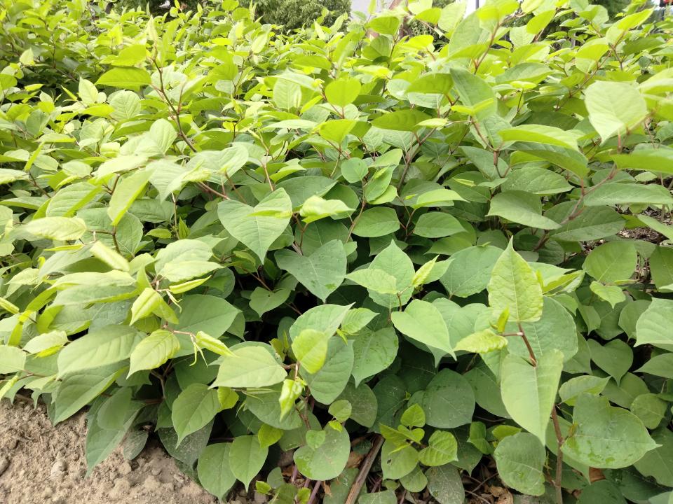 Japanese knotweed, also called Japanese bamboo is prolific. It grows very fast and has rhizomes that are deep in the soil. It is difficult to eradicate.