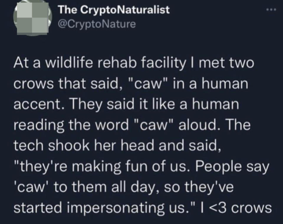 Crows at a wildlife rehab facility say "caw" in a human accent; the tech says "they're making fun of us; people say 'caw' to them all day, so they've started impersonating us"