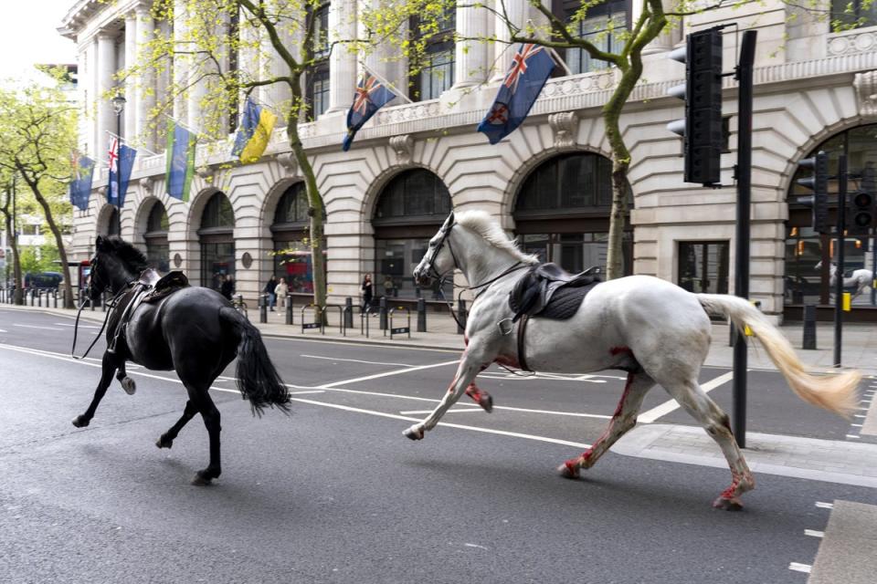 Two horses were seen running loose near Aldwych (PA Wire)