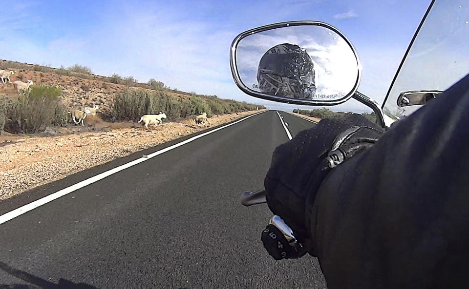 In this May 29, 2013 photo, sheep leap out onto the road as a motorcycle passes while on the road to Dubbo, 400 kilometers (250 miles) from Sydney, Australia. Kangaroos, Emus, sheep and goats are an ever present danger on Australia's Outback roads hopping, running or leaping across the roads without warning at any hour of the day or night. (AP Photo/Rob Griffith)