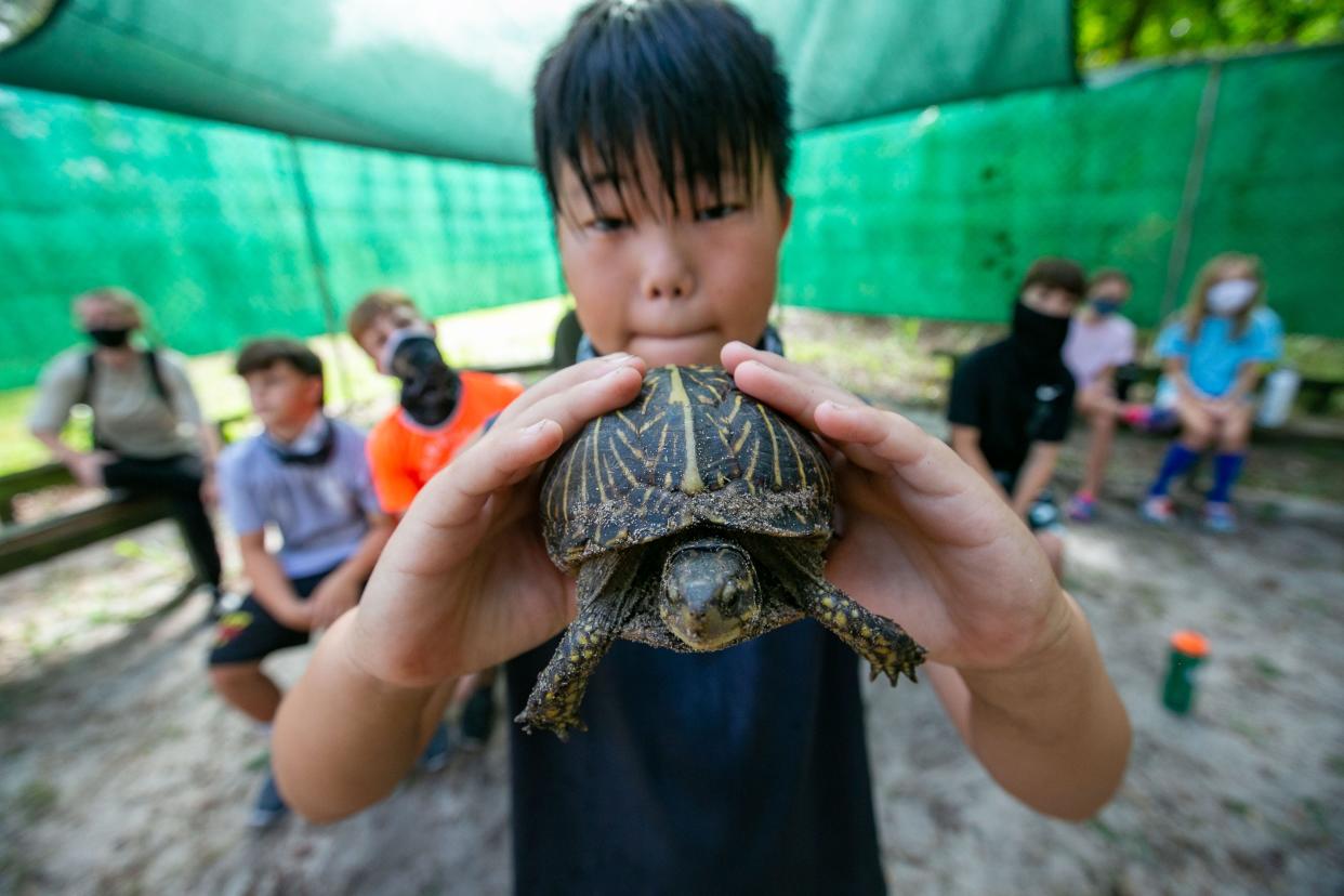 Sean Patton, 11, checks out a box turtle during the Florida Fish and Wildlife Conservation Commission Outdoor Adventure Camp in Silver Springs.  [Alan Youngblood/Special to the Daily Commercial]