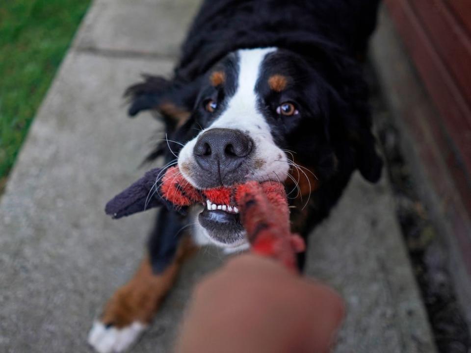 Bernese Mountain Dog playing tug of war