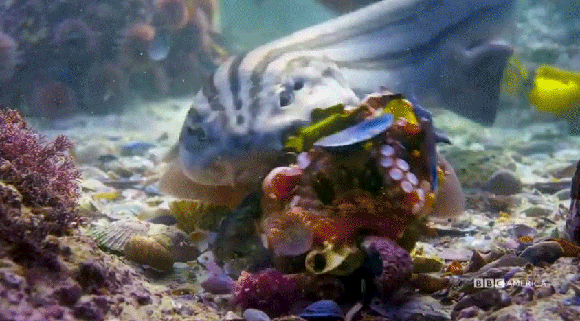 The octopus lives to fight another day. (GIF: BBC America)