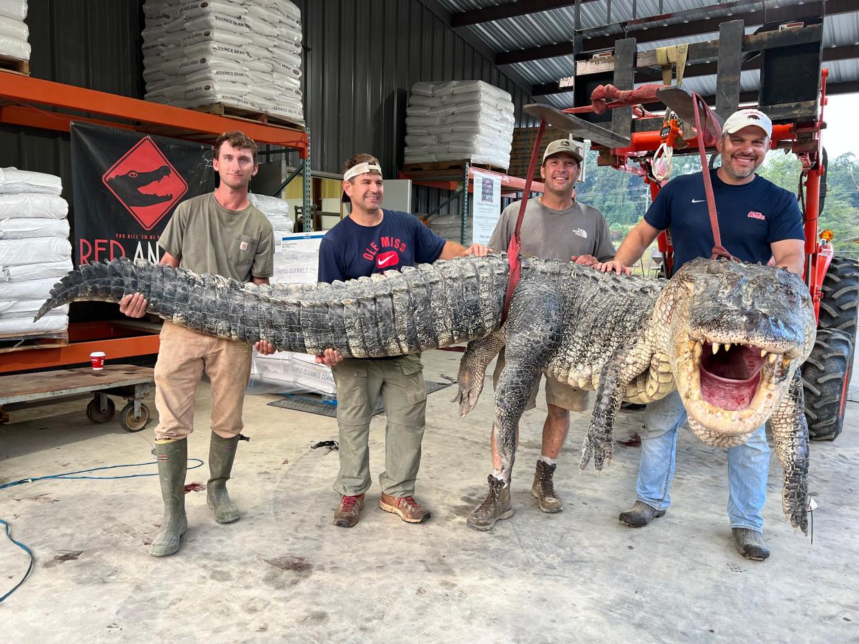 Four men pose holding an 800-pound alligator they caught in Mississippi.