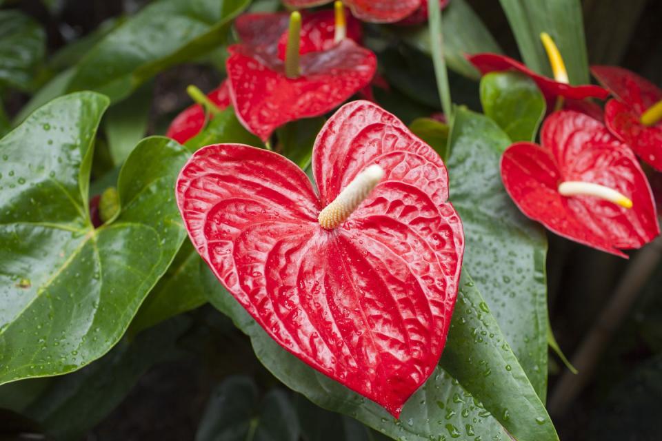 red anthurium tropical plant