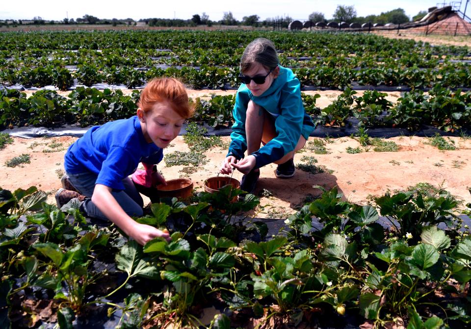 Cousins Cora Stiles, 7, of San Angelo (left) and Avery Crumrine, 9, of Ballinger pick strawberries at Denton Valley Farms Friday May 8, 2020. The farm is one of several pick-your-own operations in the Big Country.