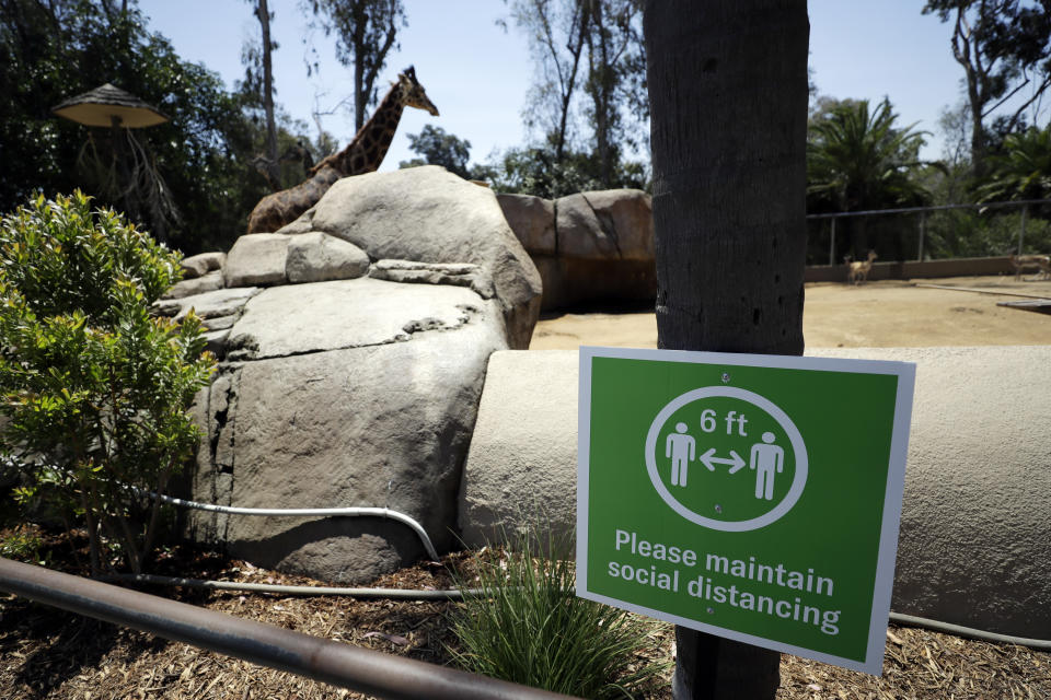 A giraffe looks on behind a sign asking visitors to maintain social distancing before the reopening of the San Diego Zoo, Thursday, June 11, 2020, in San Diego. California's tourism industry is gearing back up with the state giving counties the green light to allow hotels, zoos, aquariums, wine tasting rooms and museums to reopen Friday. (AP Photo/Gregory Bull)