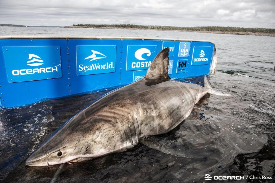 OCEARCH named the shark Nukumi in honor of a “legendary wise old grandmother figure of the Native American Mi’kmaq people.”