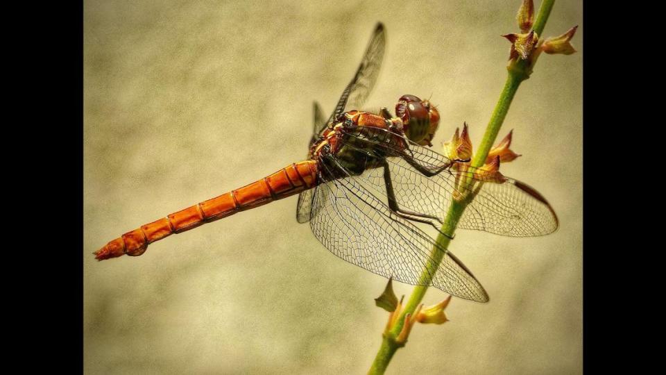 Randy Grundleger shared this artistic photo of a dragonfly in Sun City’s butterfly garden.