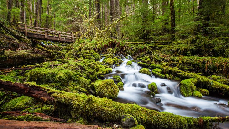 “Being in the Hoh Rainforest is like walking through a fairytale,” says Heather Gyselman, REI Adventure Travel program manager for North America.
