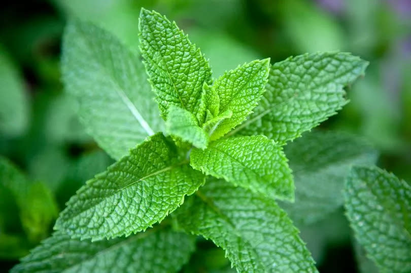 Adding an extra dose of minty freshness to your home could be the trick you need to chase spiders away