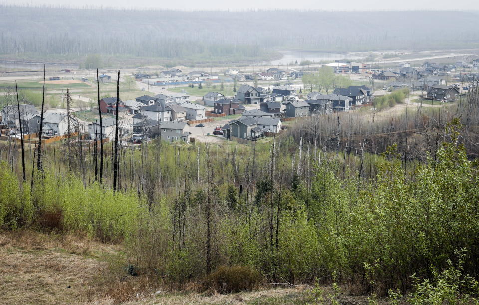 Burned trees from the 2016 wildfire stand sentinel over a neighborhood in Fort McMurray, Alberta, on Wednesday, May 15, 2024. (Jeff McIntosh /The Canadian Press via AP)