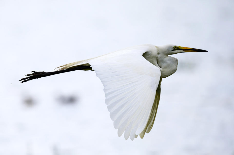 A continuous high burst using the Nikon Z6 II of a bird in flight over a lake