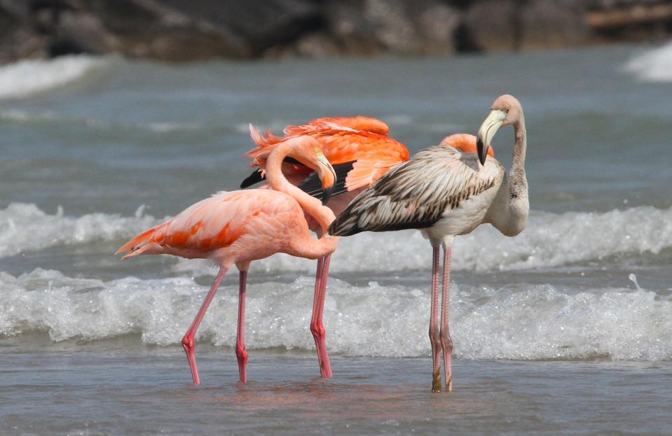 Flamingos stand Friday on South Beach in Port Washington. It's the first recorded sighting of the species in Wisconsin, according to the Wisconsin Society for Ornithology.