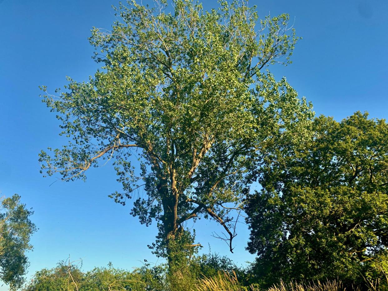 <span>‘The black poplar is a lone male of <em>Populus nigra betulifolia, </em>a charismatic survivor of isolated pockets of Severn Valley poplars in Shropshire and the Marches.’</span><span>Photograph: © Maria Nunzia</span>