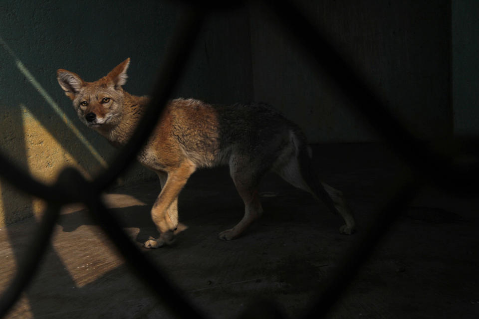 <p>A Mexican Coyote, that had been rescued with other animals while being trafficked illegally, is seen through the bars of an enclosure at the Federal Wildlife Conservation Center on the outskirts of Mexico City May 20, 2011. According to Mexico’s Federal Wildlife Conservation Department, at least 2,500 different animals are rescued annually in the country, 70 percent from illegal animal trafficking within and outside the country and 30 percent from domestic captivity. (Photo: Carlos Jasso/Reuters) </p>