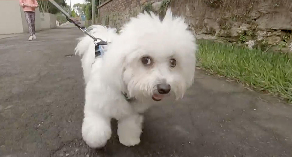 Monty the Maltese terrier walks with his owner down the street.